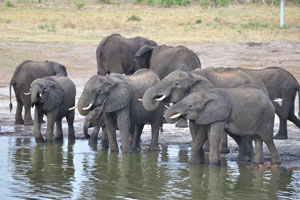 African elephants drink water from Dopi Pan waterhole