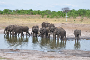 African elephants drink a lot of water