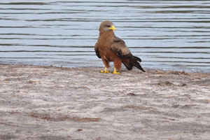 A yellow-billed kite is on the bank of Dopi Pan