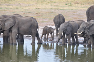 African elephants have been known to drink two hundred liters (52.8 gallons) of water at a single time