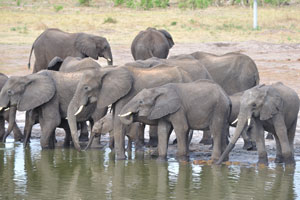 African elephants do not have great eyesight but do have a very good sense of hearing and smell