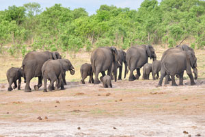 African elephants are returning from Dopi Pan waterhole to a forest