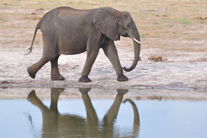 An African elephant is reflecting in the water
