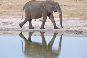 An African elephant is reflecting in Dopi Pan