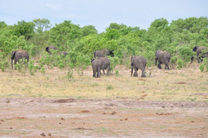 African elephants walk away to a woodland near Dopi Pan