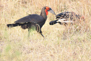Southern ground hornbills are hiding in the tall dry grass