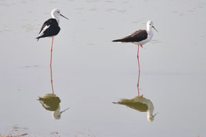 Two black-winged stilts