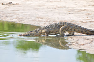 Like other reptiles, crocodiles are cold-blooded
