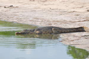 Crocodiles can survive for a long time without food