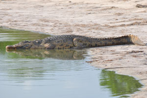 Crocodiles eat a variety of fish, birds and other animals