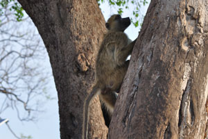A chacma baboon is on a tree