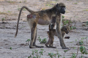 Two chacma baboons