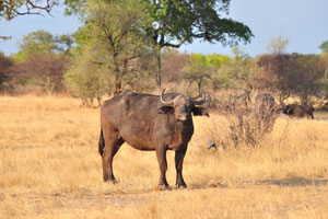 An African buffalo