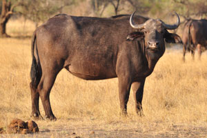 The African buffalo is four times stronger than ox