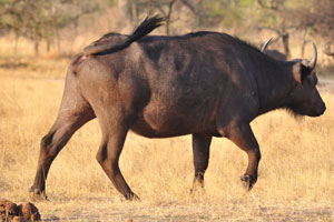 Body of the African buffalo is covered with hair that can be brownish to black in color