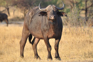 Horns of the African buffalo are shaped like question marks