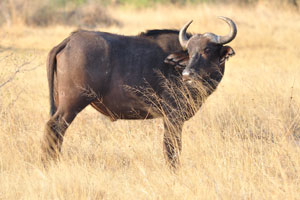 The African buffalo is a grazer