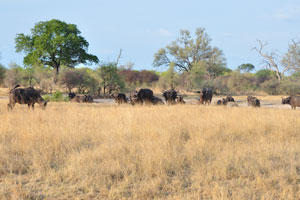 African buffaloes live in large herds that sometimes include thousand animals