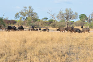 Herds of the African buffalo usually consist of females, their offspring and one or more males