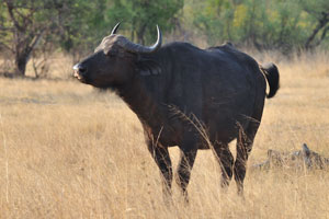 Solitary African buffaloes are easy target of lions, which are their natural enemies