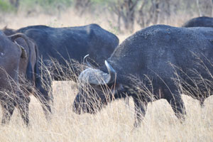 When faced with predators, African buffalos form a circle around the weak animals, exposing their horns toward the predators