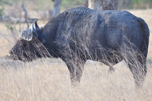 The African buffalo has poor eyesight and sense of hearing, but their sense of smell is excellent