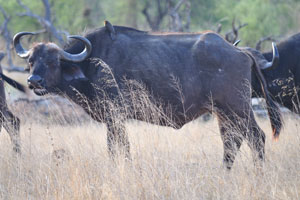 An average lifespan of the African buffalo in the wild is 20 years