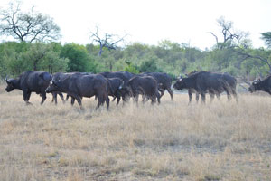 Mating season of the African buffalo takes place between March and May