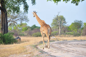Giraffe walks along a road