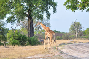 At an average height of around 5 m, the giraffe is the tallest land animal in the world