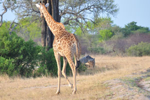 The extreme height allows giraffes to eat leaves and shoots located much higher than other animals can reach