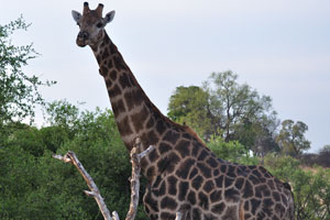 Spending most of the day eating, a full-grown giraffe consumes over 45 kg (100 lb.) of leaves and twigs a day