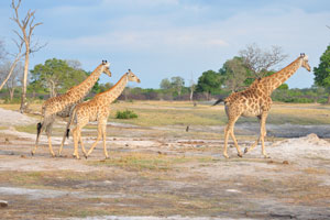 Giraffes can reach 55 km/h (35 mph) at full speed but only in brief spurts