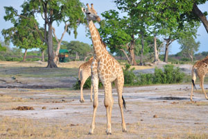 Giraffes sleep less than two hours a day