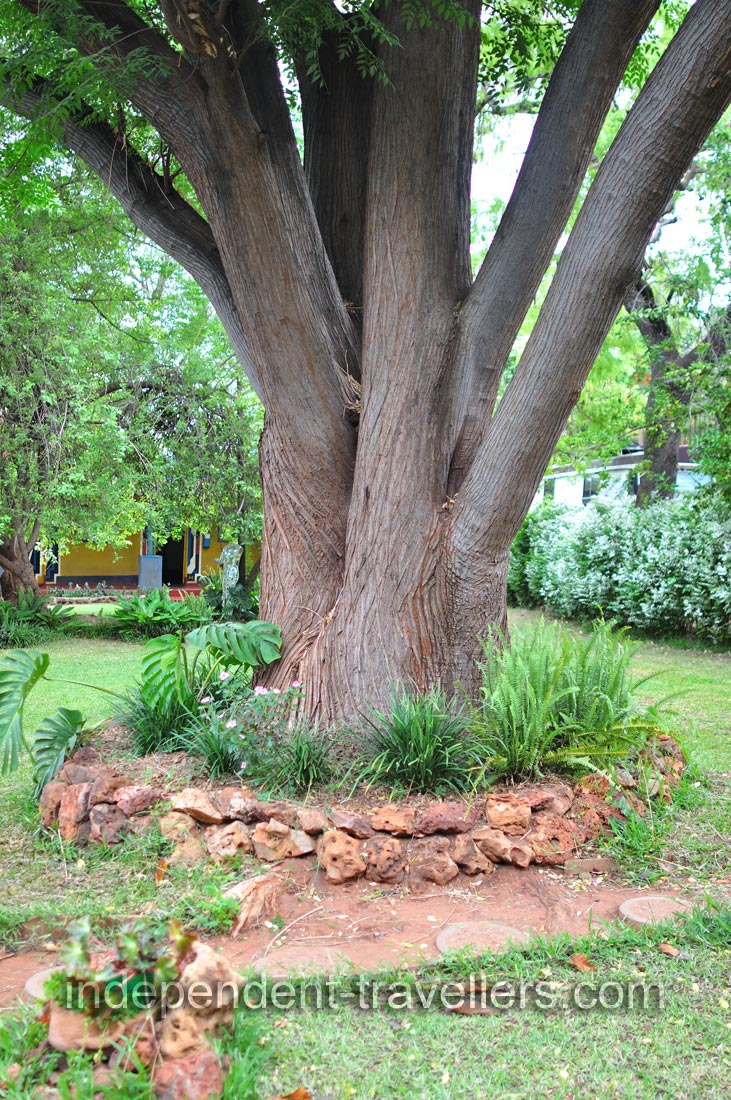A huge tree grows on the territory of the Shoestrings Backpackers Lodge
