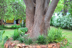A huge tree grows on the territory of the Shoestrings Backpackers Lodge