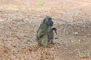 Baboon sits in the park
